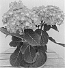 Hydrangea%20macrophylla%20%27H216906%27