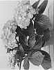 Hydrangea%20macrophylla%20%27H216907%27