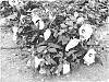 Hibiscus%20moscheutos%20%27RutHib1%27