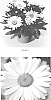 Leucanthemum%20maximum%20%27LEUZ0003%27