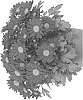 Chrysanthemum%20X%20morifolium%20%27Fichryswiros%27