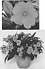 Impatiens%20hawkeri%20%27Duessppink%27