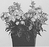 Phlox%20hybrid%20%27Versweta%27