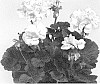 Pelargonium%20x%20hortorum%20%27Paclara%27