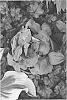 Hosta%20byrid%20%28Tratt.%29%20%27Blue%20Elf%27