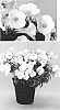 Petunia%20X%20hybrida%20%27USTUN87002%27