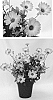 Osteospermum%20ecklonis%20%27Inostepink%27