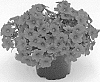 Calibrachoa%20sp.%20%27KLECA17038%27
