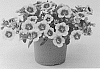 Calibrachoa%20sp.%20%27KLECA17029%27
