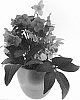 Helleborus%20X%20ericsmithii%20%27JHE00202%27