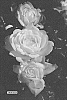 Rosa%20hybrida%20%27MEIRYEZZA%27