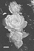 Rosa%20hybrida%20%27MEIRYEZZA%27