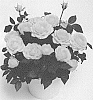 Rosa%20hybrida%20%27KORpot080%27