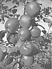 Malus%20domestica%20%28Borkh.%29%20%27UEB%206581%27