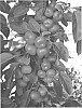 Malus%20domestica%20%28Borkh.%29%20%27UEB%2042723%27
