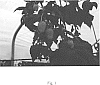 Rubus%20idaeus%20%27BP%201522%27