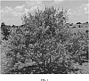 Vitex%20agnus-castus%20%27Bailtextwo%27