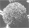Chrysanthemum%20X%20morifolium%20%27Fichrysunaub%27
