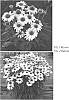 Echinacea%20spp.%20%27TNECHKW%27