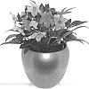 Hellelorus%20X%20ericsmithii%20%27JHE00203%27