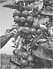 Malus%20domestica%20%28Borkh.%29%20%27UEB%2042721%27