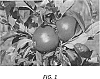 Malus%20domestica%20%27GS%2066%27