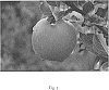 Malus%20domestica%20%28Borkh.%29%20%27Fengapi%27