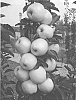 Malus%20domestica%20%28Borkh.%29%20%27UEB%2041811%27