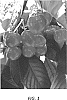 Prunus%20avium%20%27Vieyra%27
