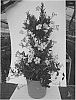 Mandevilla%20sanderi%20%27KLEMS17026%27