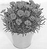 Dianthus%20sp.%20%27KLEDG18267%27