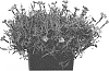 Dianthus%20gratianopolitanus%20%27A12228-0%27