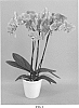 Phalaenopsis%20hybrid%20%27PHALGAQXYK%27