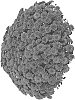 Chrysanthemum%20X%20morifolium%20%27Fichrymerchepu%27