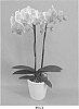 Phalaenopsis%20hybrid%20%27PHALGATYH%27