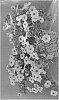 %28Petunia%20x%20hybrida%29%20X%20Calibrachoa%20sp.%20%27Dopetsunpepu%27
