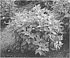 Callicarpa%20bodinieri%20%27Kolmsqueen%27