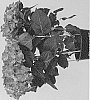 Hydrangea%20macrophylla%20%27HORE0007%27