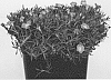 Dianthus%20gratianopolitanus%20%27A12231-0%27