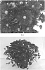 Chrysanthemum%20x%20morifolium%20%27CIFZ0064%27