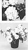 Verbena%20hybrida%20%27RIKA1832M3%27