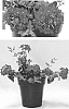 Verbena%20hybrida%20%27RIKAV44501%27