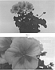 Pelargonium%20interspecific%20%27PEQZ0042%27