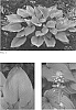 Hosta%20hybrid%20%28Tratt.%29%20%27Age%20of%20Gold%27