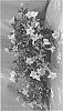 %28Petunia%20x%20hybrida%29%20X%20Calibrachoa%20sp.%20%27Dopetsunye%27