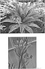 Manfreda%20x%20Agave%20hybrid%20%27Freckles%20and%20Speckles%27
