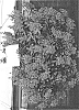 Angelonia%20angustifolia%20%27Ancasblu%27