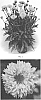 Coreopsis%20grandiflora%20%27CSGZ0005%27