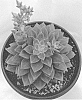 Tacisedum%20hybrida%20%27SOLAR%20FLARE%27