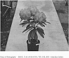 Rhododendron%20L.%20Plant%20Named%20%27Strawberry%20Sundae%27